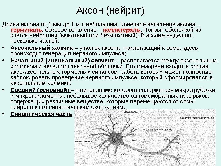 Аксон (нейрит) Длина аксона от 1 мм до 1 м с небольшим. Конечное ветвление