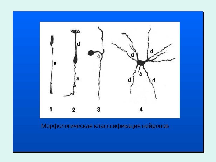 Морфологическая класссификация нейронов 