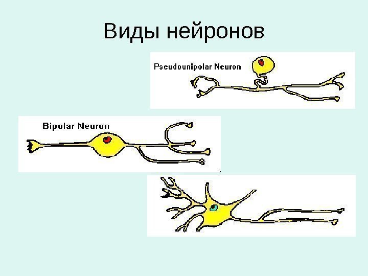 Виды нейронов 