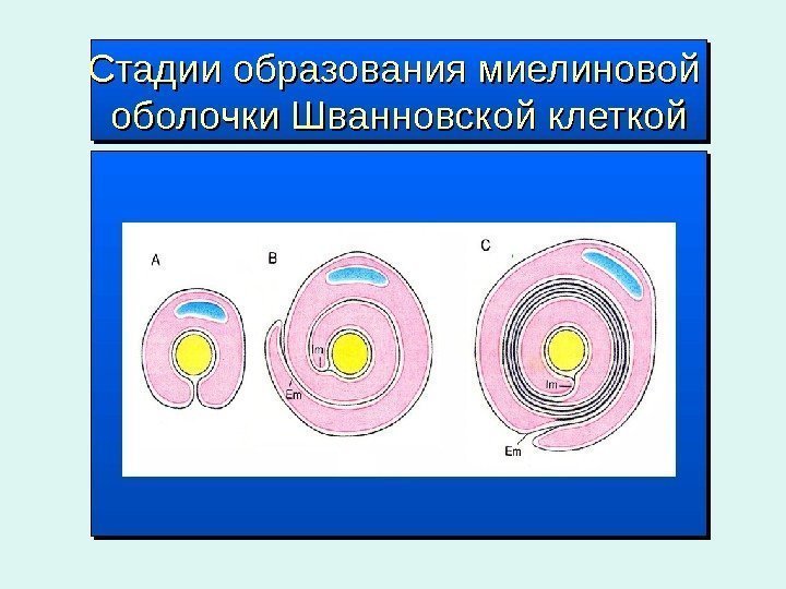 Стадии образования миелиновой оболочки Шванновской клеткой 