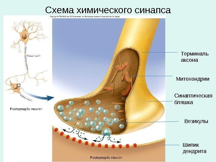 Схема химического синапса Терминаль аксона Синаптическая бляшка Митохондрии Везикулы Шипик дендрита 
