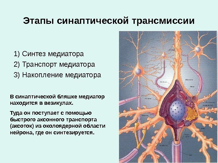 Этапы синаптической трансмиссии 1) Синтез медиатора 2) Транспорт медиатора 3) Накопление медиатора В синаптической