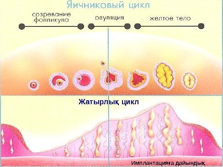 Имплантация а дайындығ қ(эстрогены) (прогестерон)8 Жатырлы цикл қ 