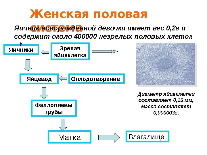 . Яичники Зрелая яйцеклетка Оплодотворение Влагалище. Яйцевод Матка. Фаллопиевы трубы Диаметр яйцеклетки составляет 0,