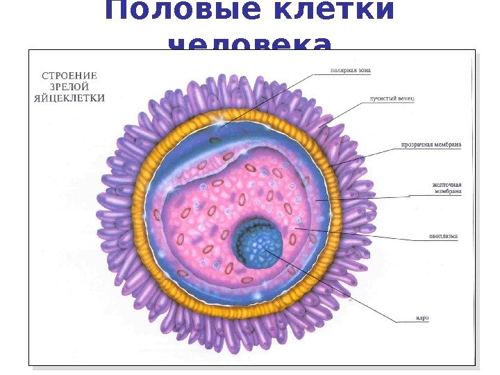 Половые клетки человека 