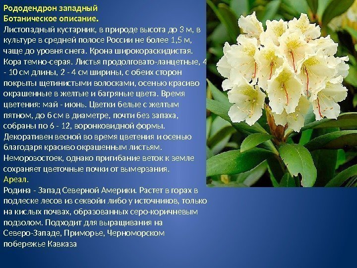 Рододендрон западный Ботаническое описание. Листопадный кустарник, в природе высота до 3 м, в культуре