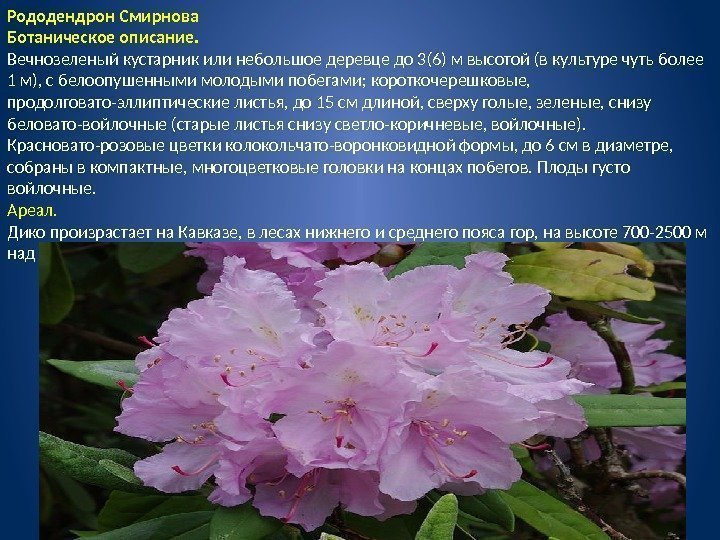 Рододендрон Смирнова Ботаническое описание. Вечнозеленый кустарник или небольшое деревце до 3(6) м высотой (в