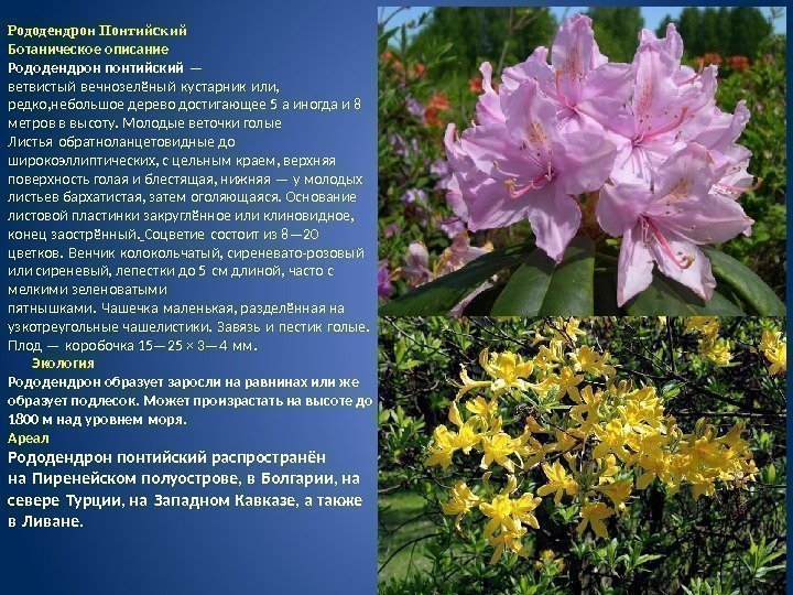 Рододендрон Понтийский Ботаническое описание Рододендрон понтийский —  ветвистый вечнозелёный кустарник или, редко, небольшое