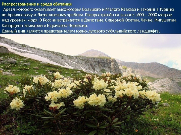 Распространение и среда обитания Ареал которого охватывает высокогорья Большого и Малого Кавказа и заходит