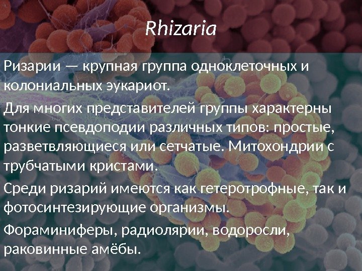 Rhizaria Ризарии — крупная группа одноклеточных и колониальных эукариот. Для многих представителей группы характерны