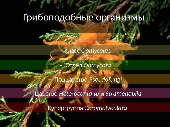Грибоподобные организмы –  Царство Heteroconta или Stramenopila – Супергруппа Chromalveolata– Класс Oomycetes –