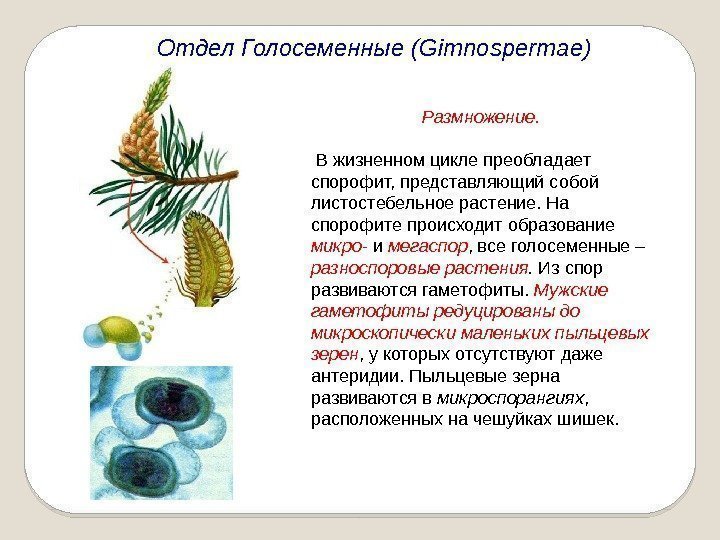 Отдел Голосеменные (Gimnospermae) Размножение.  В жизненном цикле преобладает спорофит, представляющий собой листостебельное растение.