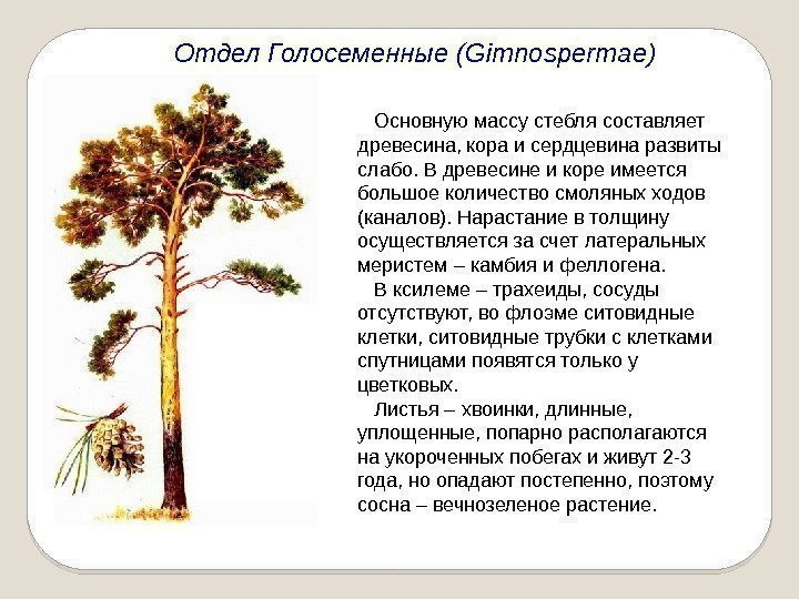 Отдел Голосеменные (Gimnospermae) Основную массу стебля составляет древесина, кора и сердцевина развиты слабо. В