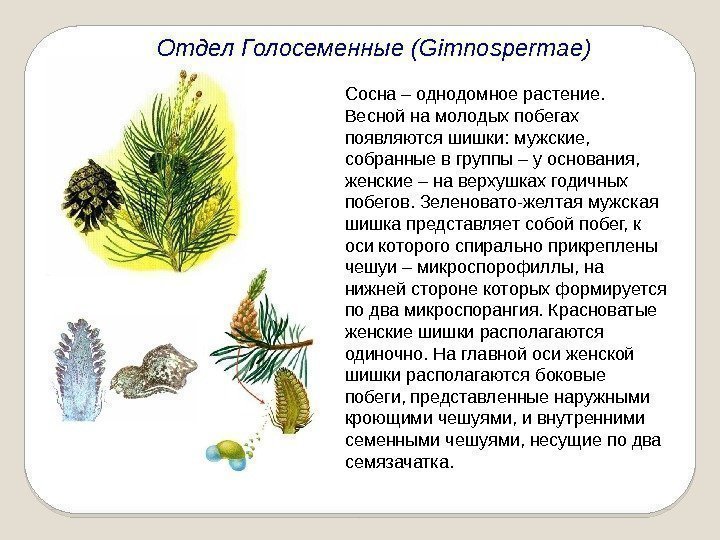Отдел Голосеменные (Gimnospermae) Сосна – однодомное растение.  Весной на молодых побегах появляются шишки: