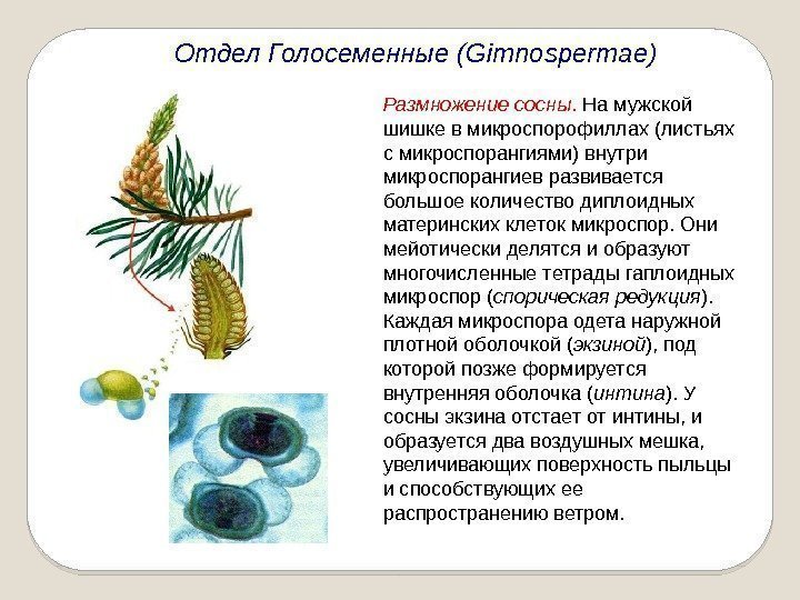 Отдел Голосеменные (Gimnospermae) Размножение сосны.  На мужской шишке в микроспорофиллах (листьях с микроспорангиями)