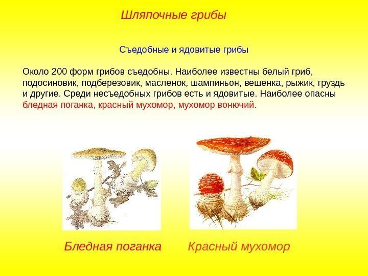 Съедобные и ядовитые грибы Около 200 форм грибов съедобны. Наиболее известны белый гриб, 