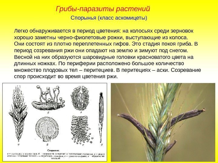 Спорынья ( класс аскомицеты) Легко обнаруживается в период цветения: на колосьях среди зерновок хорошо