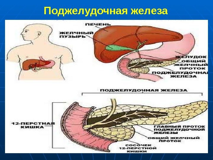 Поджелудочная железа Железа внешней и внутренней секреции,  выделяющая поджелудочный (панкреатический) сок и гормоны