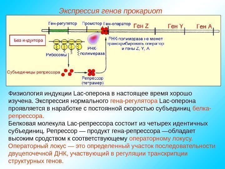   Физиология индукции Lac-оперона в настоящее время хорошо изучена. Экспрессия нормального гена-регулятора Lac-оперона