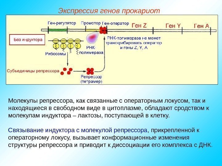   Молекулы репрессора, как связанные с операторным локусом, так и находящиеся в свободном