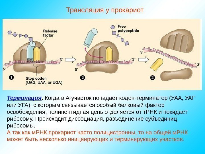   Трансляция у прокариот Терминация. Когда в А-участок попадает кодон-терминатор (УАА, УАГ или