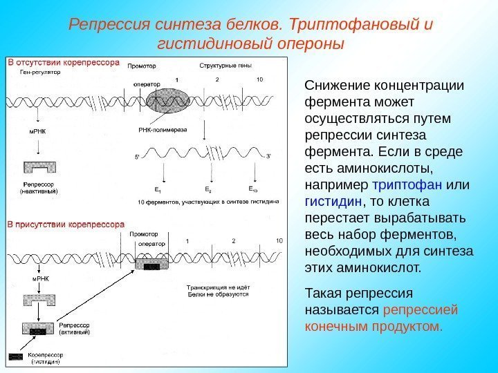   Репрессия синтеза белков. Триптофановый и гистидиновый опероны Снижение концентрации фермента может осуществляться