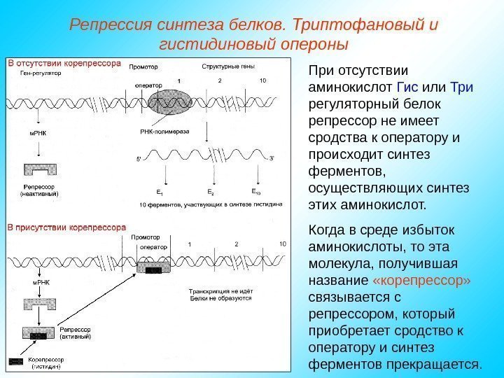   Репрессия синтеза белков. Триптофановый и гистидиновый опероны При отсутствии аминокислот Гис или