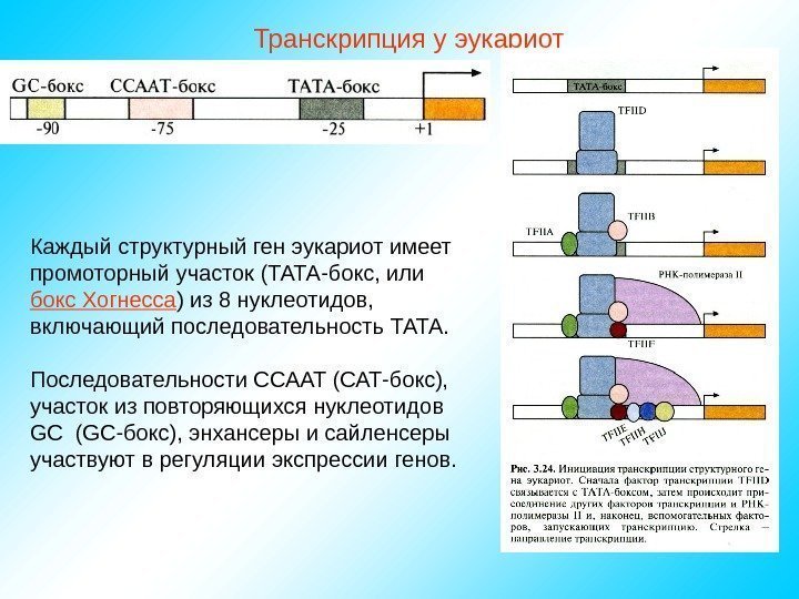   Каждый структурный ген эукариот имеет промоторный участок (ТАТА-бокс, или бокс Хогнесса )