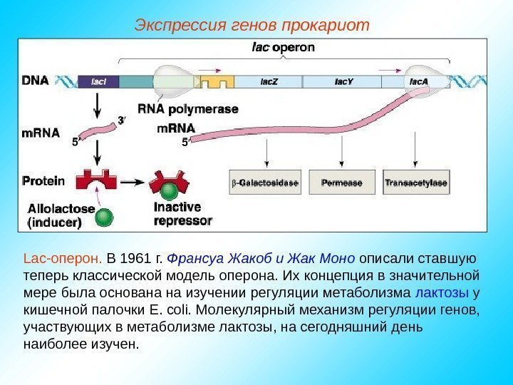   Lac-оперон.  В 1961 г.  Франсуа Жакоб и Жак Моно описали