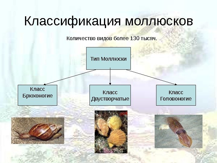 Брюхоногие моллюски классификация. Систематика моллюсков 7 класс.