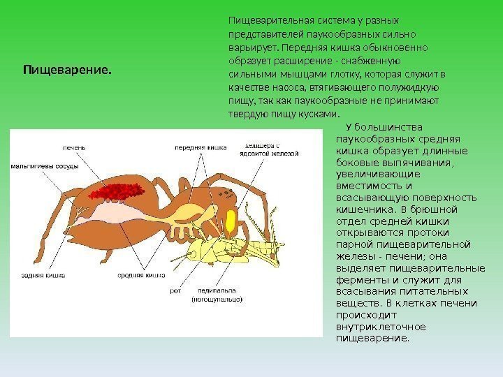 Пищеварение. Пищеварительная система у разных представителей паукообразных сильно варьирует. Передняя кишка обыкновенно образует расширение