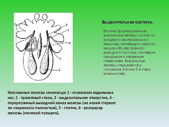 Выделительная система. Вполне сформированные коксальные железы состоят из концевого эпителиального мешочка, петлевидно извитого канала