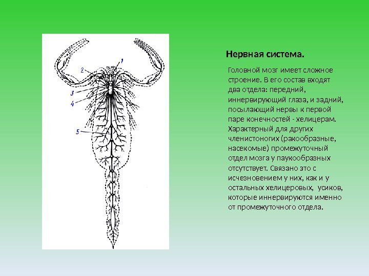 Нервная система. Головной мозг имеет сложное строение. В его состав входят два отдела: передний,