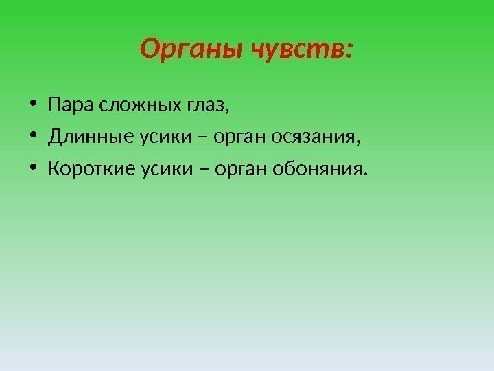 Органы чувств:  • Пара сложных глаз,  • Длинные усики – орган осязания,