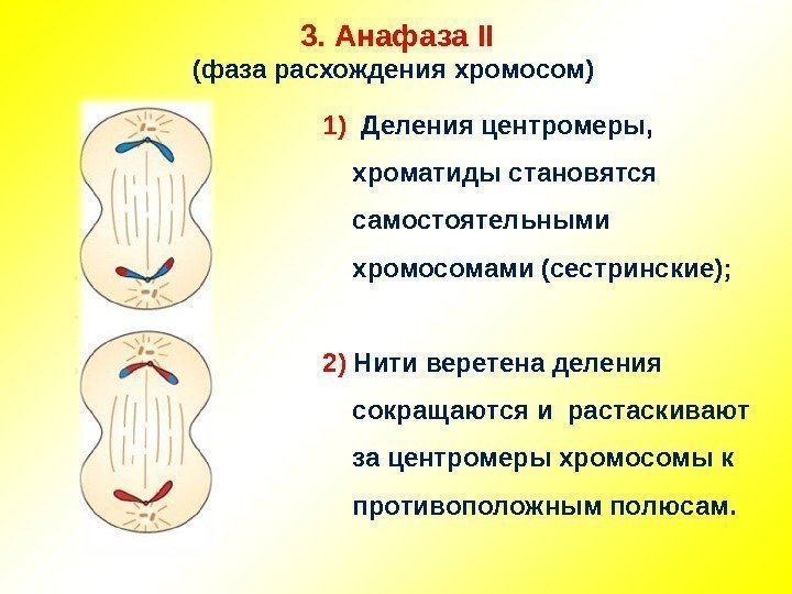 3.  Анафаза II (фаза расхождения хромосом) 1)  Деления центромеры,  хроматиды становятся