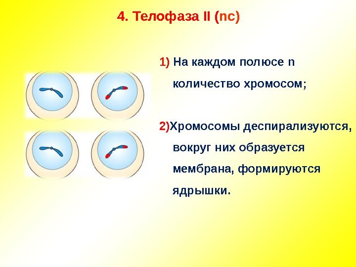 4.  Телофаза II ( nc )  1) На каждом полюсе n количество