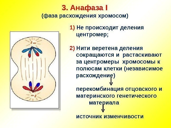 3.  Анафаза I  (фаза расхождения хромосом) 1) Не происходит деления центромер; 2)