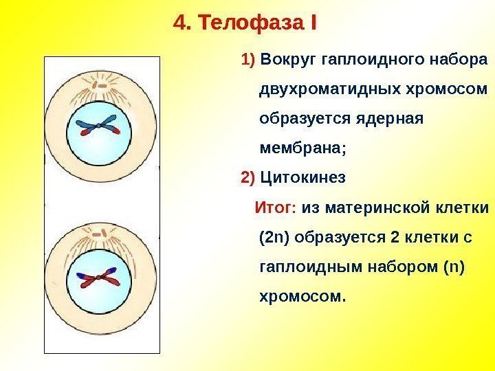 4.  Телофаза I 1) Вокруг гаплоидного набора двухроматидных хромосом образуется ядерная мембрана; 2)