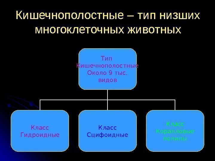 Типа ниже. Кишечнополостные низшие многоклеточные животные. Кишечнополостные низшие многоклеточные. Значение кишечнополостных животных 7 класс. Почему Кишечнополостные относятся к низшим многоклеточным.