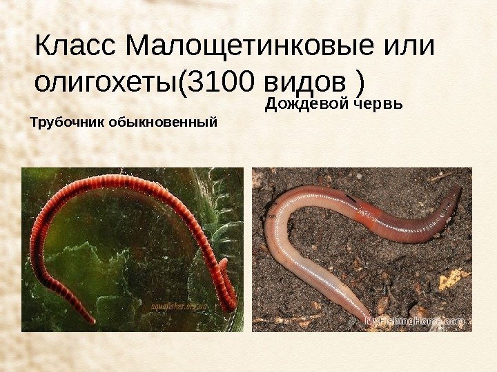 Класс Малощетинковые или олигохеты(3100 видов ) Трубочник обыкновенный Дождевой червь 