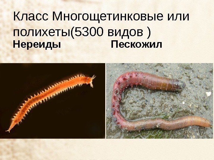 Класс Многощетинковые или полихеты(5300 видов ) Нереиды Пескожил 