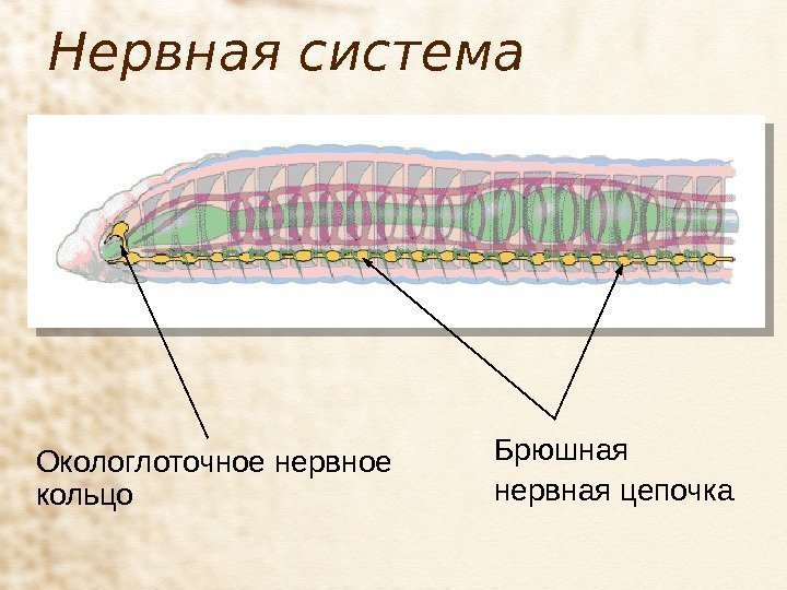 Нервная система Окологлоточное нервное кольцо Брюшная нервная цепочка 