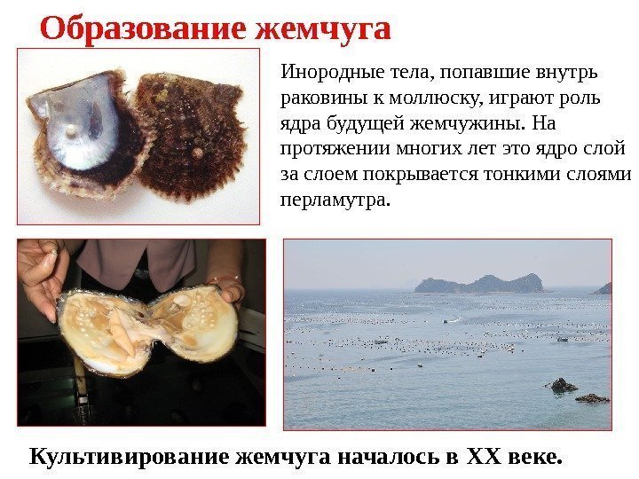 Образование жемчуга Инородные тела, попавшие внутрь раковины к моллюску, играют роль ядра будущей жемчужины.