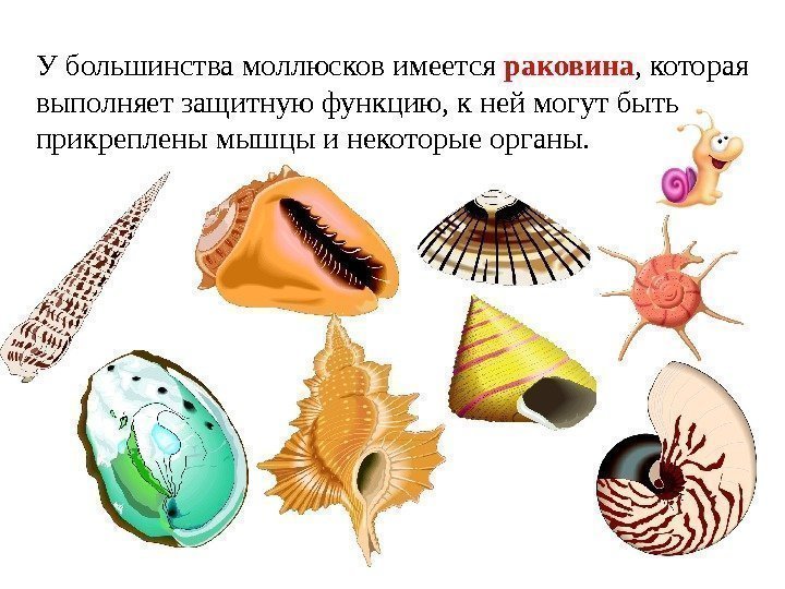 У большинства моллюсков имеется раковина , которая выполняет защитную функцию, к ней могут быть