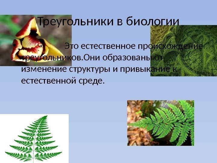 Треугольники в биологии •    Это естественное происхождение треугольников. Они образованы от