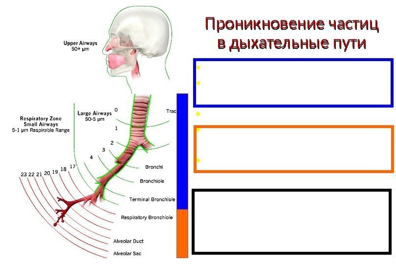  • Носоглотка  10 микрон • Трахея  10 микрон • Бронхи 