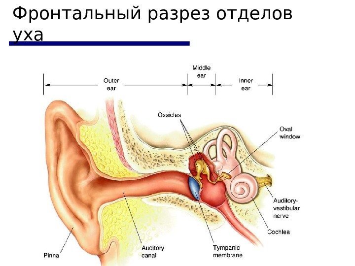 Фронтальный разрез отделов уха 