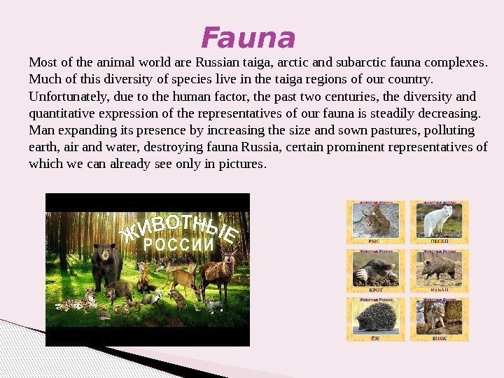  Most of the animal world are Russian taiga, arctic and subarctic fauna complexes.