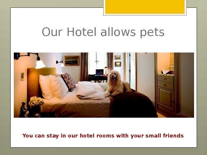 Our Hotel allows pets You can stay in our hotel rooms with your small