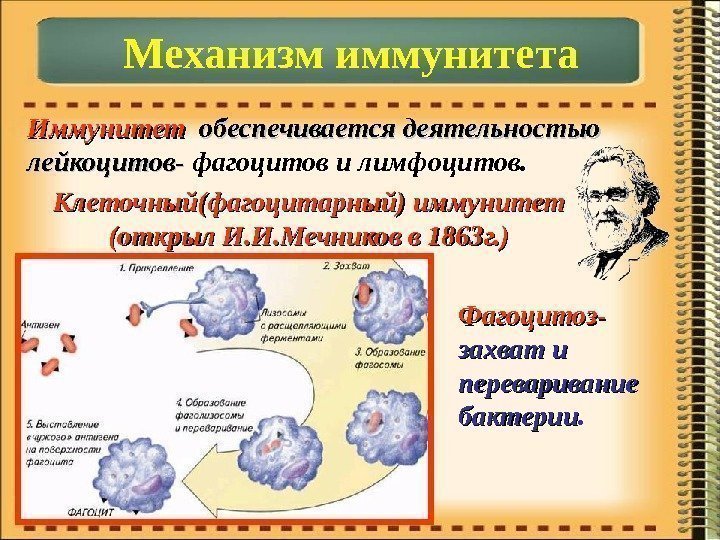 Иммунитет  обеспечивается деятельностью лейкоцитов- фагоцитов и лимфоцитов. Механизм иммунитета Клеточный(фагоцитарный) иммунитет (открыл И.